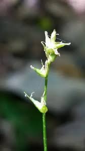 Attēlu rezultāti vaicājumam “Carex loliacea leaf”
