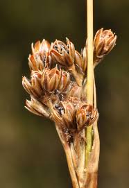 Attēlu rezultāti vaicājumam “Juncus squarrosus”