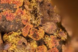 Attēlu rezultāti vaicājumam “Willkommlangea reticulata”