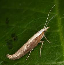 Attēlu rezultāti vaicājumam “Ypsolopha dentella”