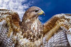 Attēlu rezultāti vaicājumam “Buteo buteo”