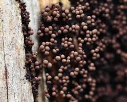 Attēlu rezultāti vaicājumam “Cribraria sp.”