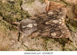 Attēlu rezultāti vaicājumam “Brachionycha nubeculosa”