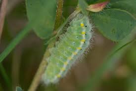 Attēlu rezultāti vaicājumam “Zygaena viciae”