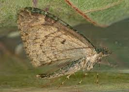 Attēlu rezultāti vaicājumam “Chloroclysta siterata”