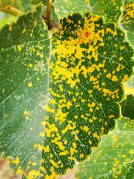 Attēlu rezultāti vaicājumam “Melampsoridium sp.”