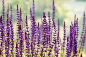 Image result for Salvia nemorosa