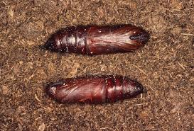 Attēlu rezultāti vaicājumam “Sphinx ligustri larva”