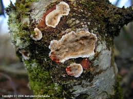 Attēlu rezultāti vaicājumam “Stereum rugosum”