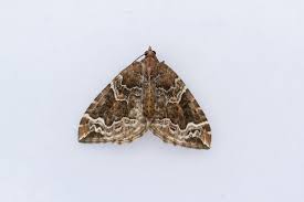 Attēlu rezultāti vaicājumam “Eulithis prunata”