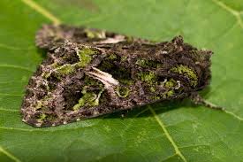 Attēlu rezultāti vaicājumam “Trachea atriplicis”