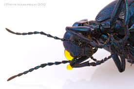 Attēlu rezultāti vaicājumam “Meloe sp. larva”