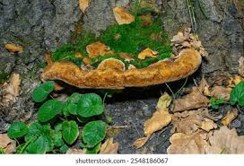 Attēlu rezultāti vaicājumam “Phellinus robustus”