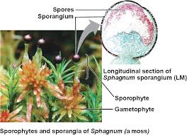 Attēlu rezultāti vaicājumam “Sphagnum sporophyte”