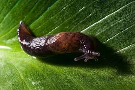 Attēlu rezultāti vaicājumam “Mollusca”