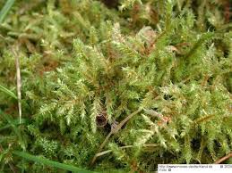 Attēlu rezultāti vaicājumam “Rhytidiadelphus subpinnatus”