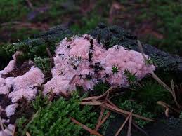 Attēlu rezultāti vaicājumam “Rhodonia placenta”