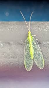 Attēlu rezultāti vaicājumam “Macrosiphoniella absinthii”