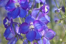 Image result for Rittersporn