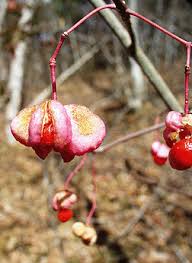 Attēlu rezultāti vaicājumam “Euonymus fruit”