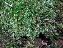 Attēlu rezultāti vaicājumam “Plagiothecium succulentum”