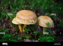 Attēlu rezultāti vaicājumam “Pholiota flammans”