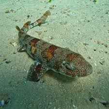 Image result for Haploblepharus edwardsii