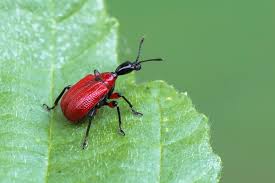 Attēlu rezultāti vaicājumam “Apoderus coryli”