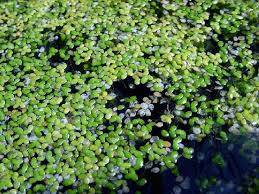 Attēlu rezultāti vaicājumam “Lemnaceae”
