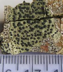 Attēlu rezultāti vaicājumam “Lecidella elaeochroma”