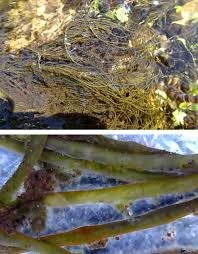 Attēlu rezultāti vaicājumam “Lemanea fluviatilis”