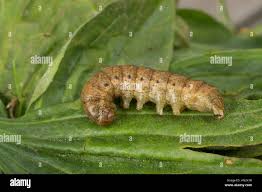 Attēlu rezultāti vaicājumam “Noctua fimbriata larva”