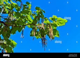 Attēlu rezultāti vaicājumam “Catalpa ovata fruit”