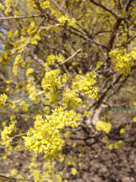Attēlu rezultāti vaicājumam “Cornus mas flower”