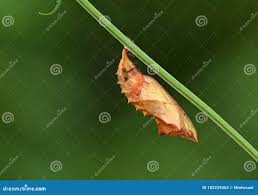 Attēlu rezultāti vaicājumam “Nymphalis xanthomelas pupa”