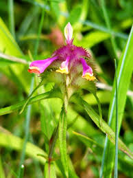 Attēlu rezultāti vaicājumam “Melampyrum cristatum”