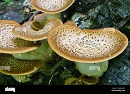 Attēlu rezultāti vaicājumam “Polyporus squamosus”