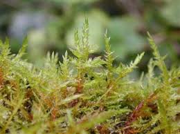 Attēlu rezultāti vaicājumam “Breidleria pratensis”