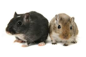 Image result for Gerbil