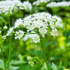 Attēlu rezultāti vaicājumam “Anthriscus sylvestris bud”