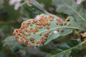 Attēlu rezultāti vaicājumam “Neuroterus quercusbaccarum”