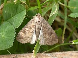 Attēlu rezultāti vaicājumam “Caradrina morpheus”