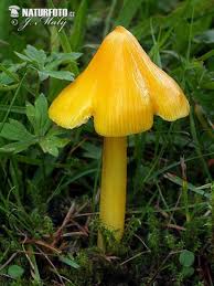 Attēlu rezultāti vaicājumam “Hygrocybe acutoconica”