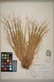 Attēlu rezultāti vaicājumam “Carex chordorhiza”