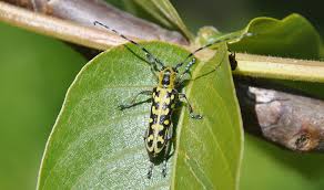 Attēlu rezultāti vaicājumam “Saperda scalaris”