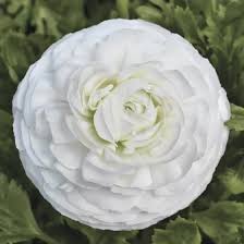 Attēlu rezultāti vaicājumam “Ranunculus mendax flower”
