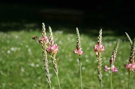 Attēlu rezultāti vaicājumam “Onobrychis arenaria fruit”