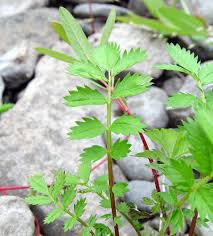 Attēlu rezultāti vaicājumam “Argentina anserina”