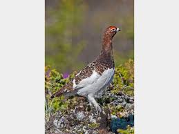 Image result for Lagopus lagopus