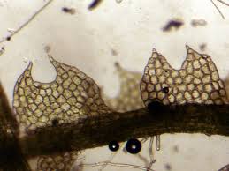 Attēlu rezultāti vaicājumam “Cephalozia connivens”